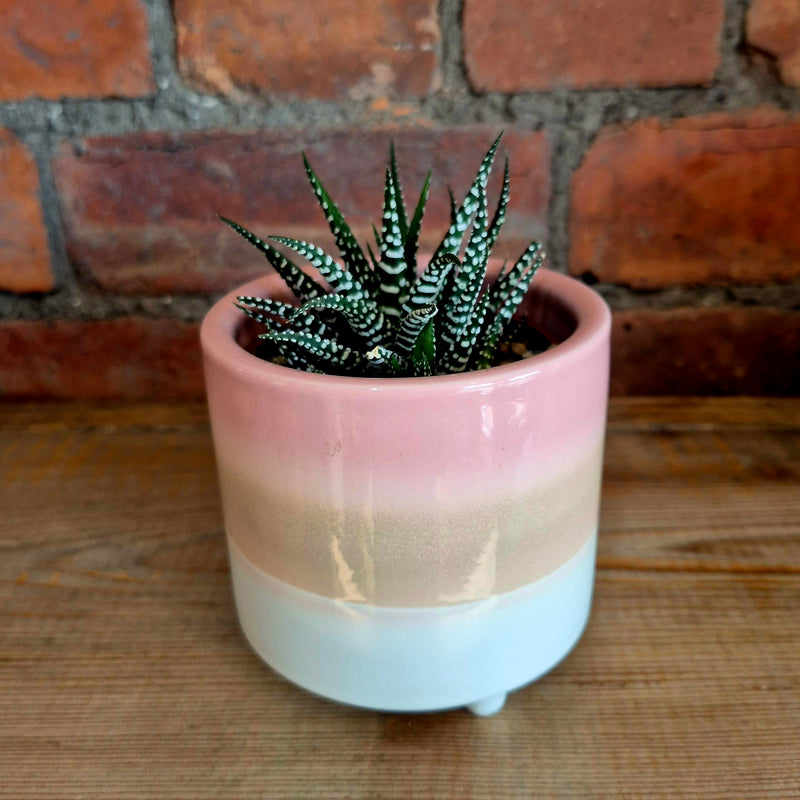 Sass + Belle Glazed Pot with Succulent
